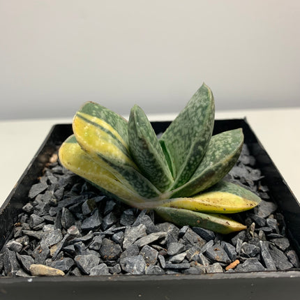 Gasteria 'Gracilis' f. variieren