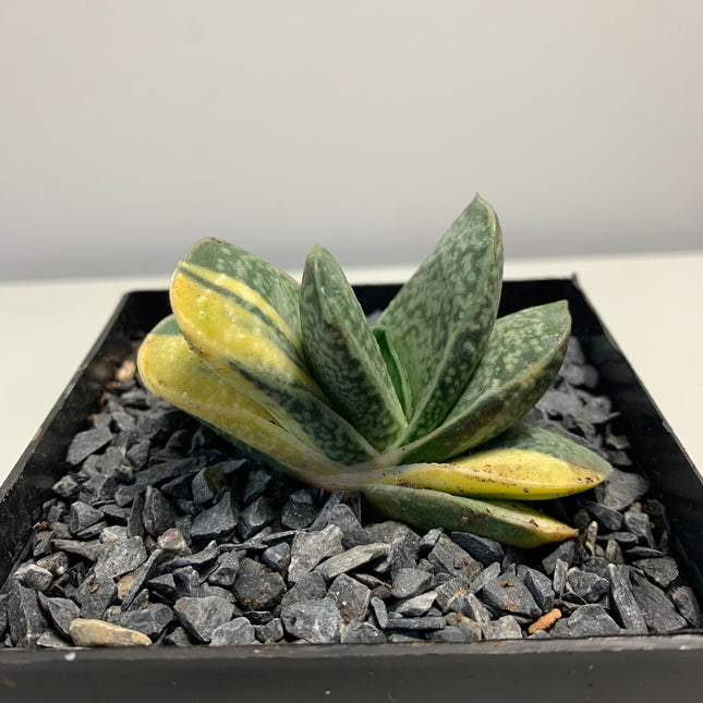 Gasteria 'Gracilis' f. variegate