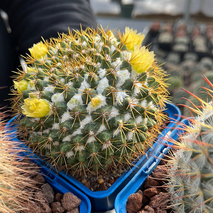 Desert PACK Mammillarias