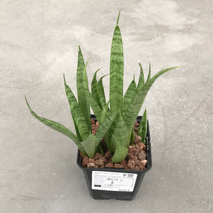 Dracaena ‘Comet Queen Marble’ | Sansevieria ‘Comet Queen Marble’