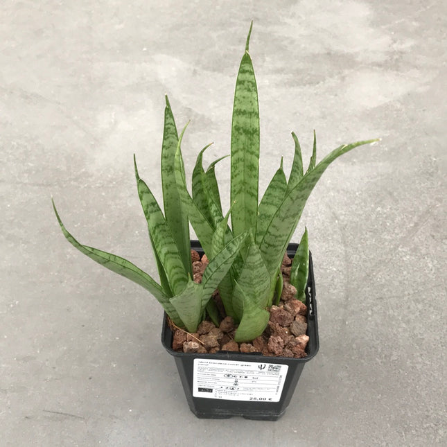 Dracaena (Sansevieria) Comet Green Parrot