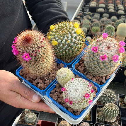 Desert PACK Mammillarias