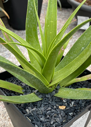 Agave bracteosa
