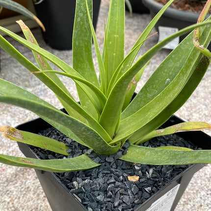 Agave bracteosa