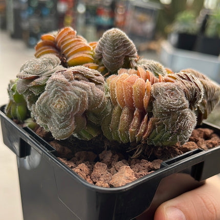 Crassula setulosa var. setulose