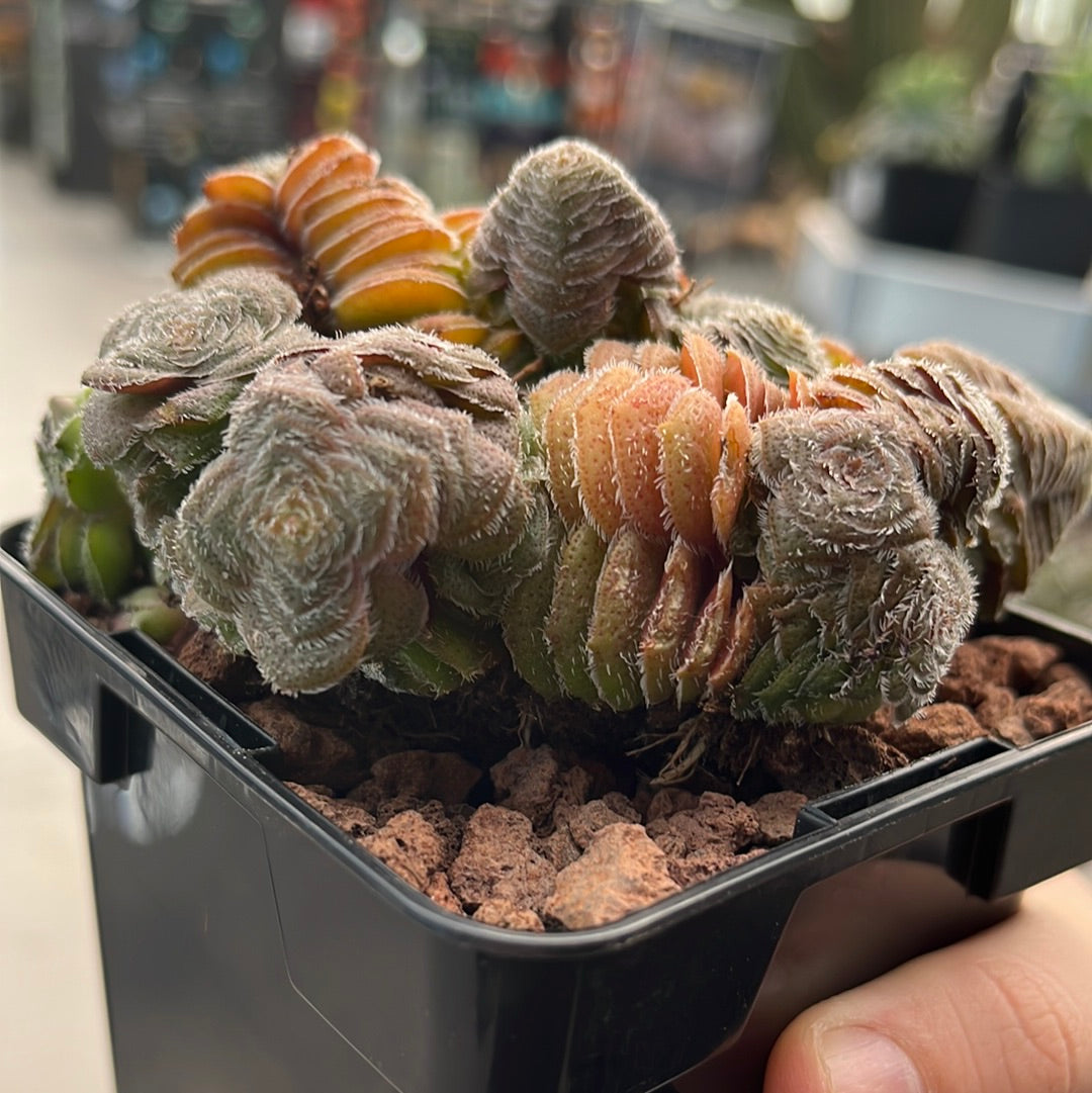 Crassula setulosa var. setulosa