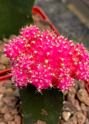 Grafted Gymnocalycium mihanovichii