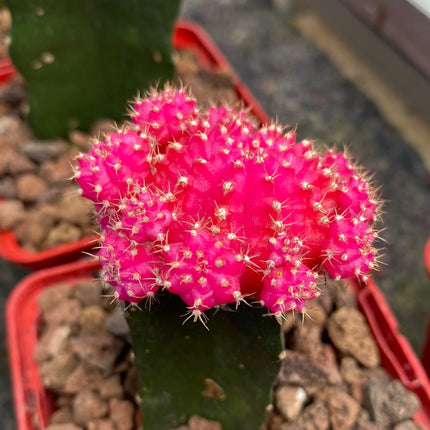 Grafted Gymnocalycium mihanovichii