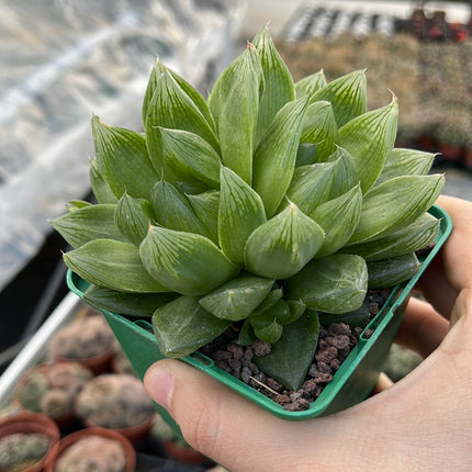 Haworthia cymbiformis var. Cymbiformis
