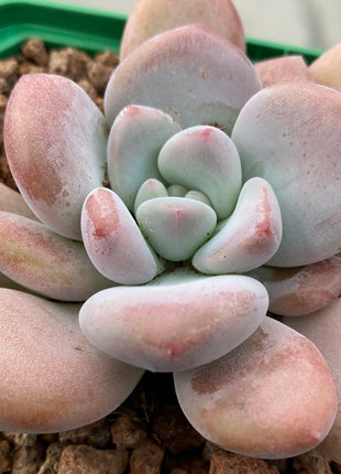 Pachyveria corvus