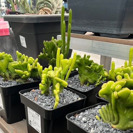 Euphorbia alluaudii cristata