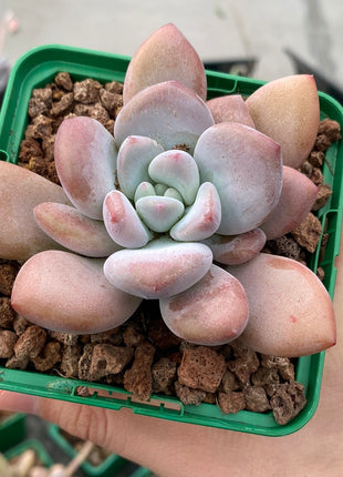 Pachyveria corvus