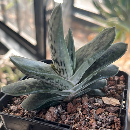 Gasteria baylissiana