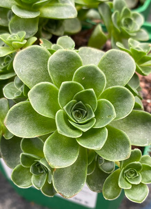 Aeonium dodrantale