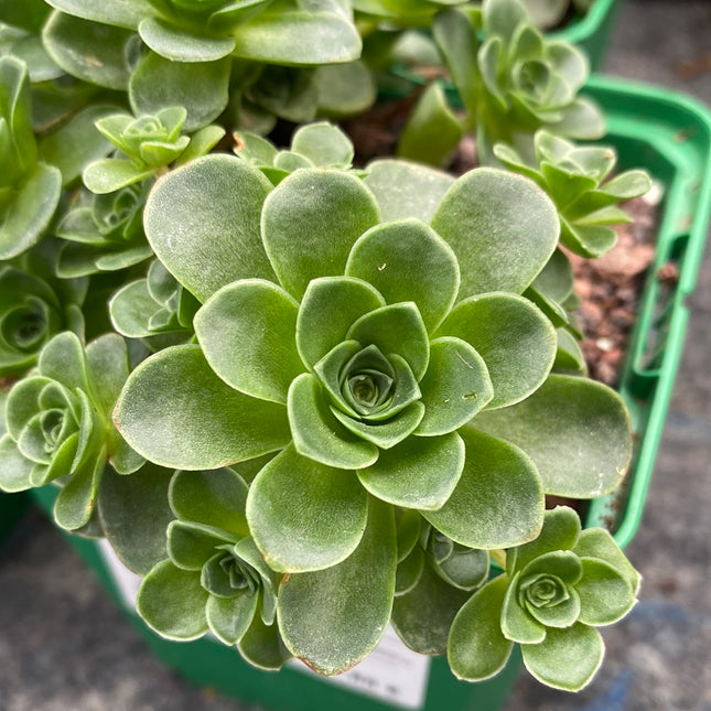 Aeonium dodrantale