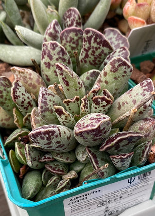 Wüstenpaket Adromischus