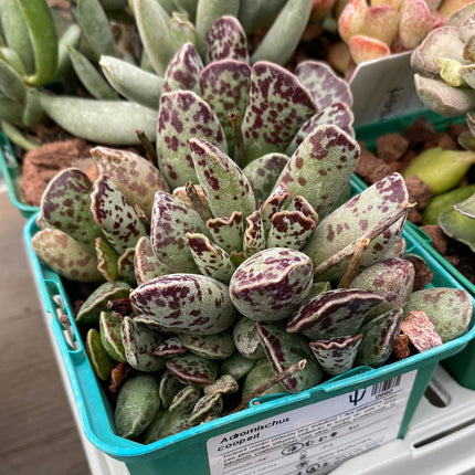 Desert PACK Adromischus