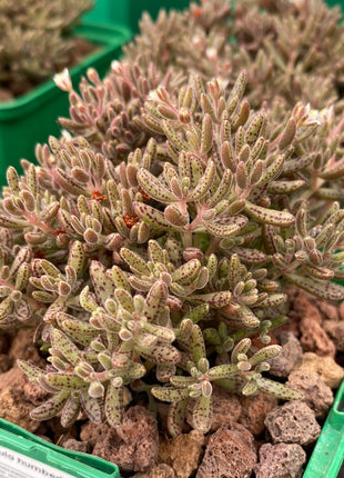 Crassula humbertii
