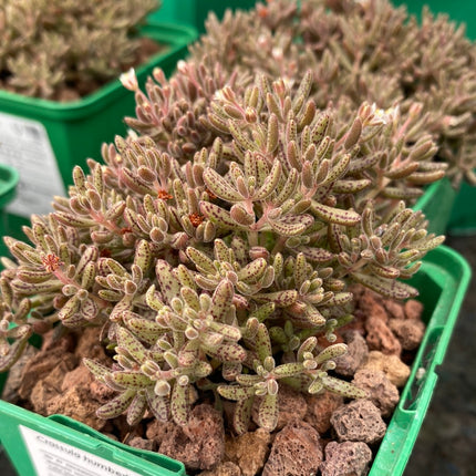 Crassula humbertii
