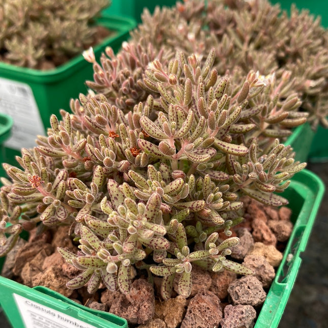 Crassula humbertii
