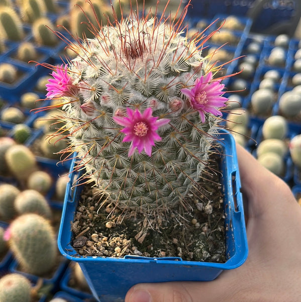 Mammillaria bombycina  DesertSTORE.es