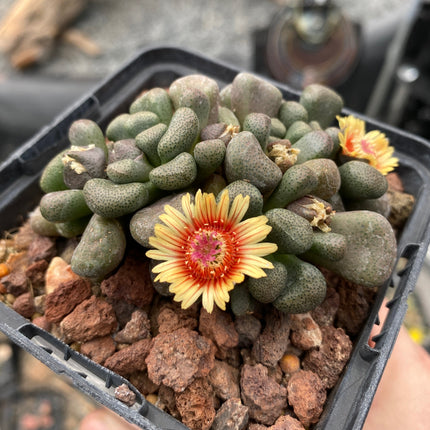 Aloinopsis schooneesii