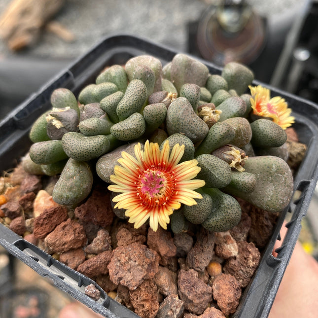 Aloinopsis schooneesii