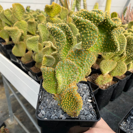Opuntia microdasys f. cristata