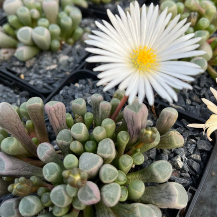 Fenestraria rhopalophylla