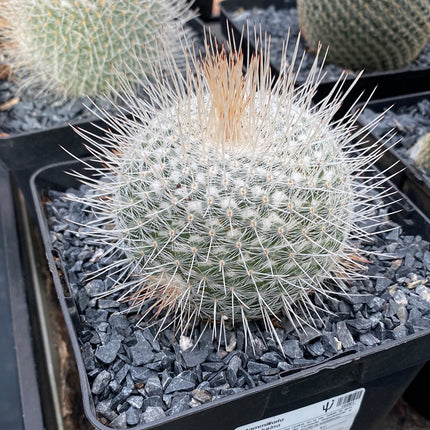 Mammillaria geminispina