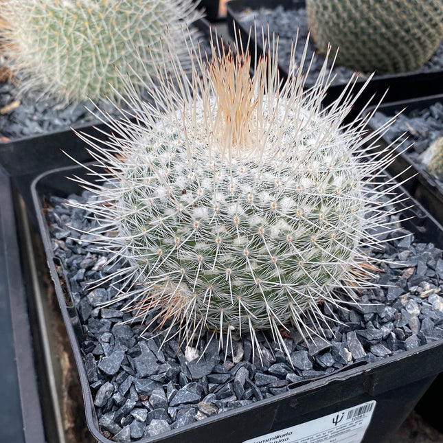Mammillaria geminispina