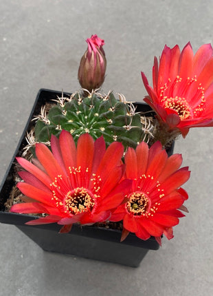 Lobivia jajoiana - DesertSTORE.es