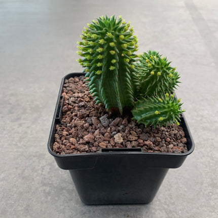 Euphorbia obesa x suzannae