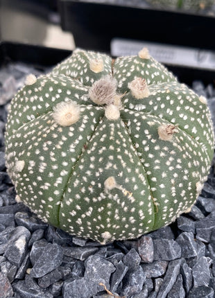 Astrophytum asterias CITES