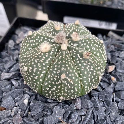 Astrophytum asterias CITES
