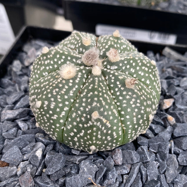 Astrophytum asterias CITES