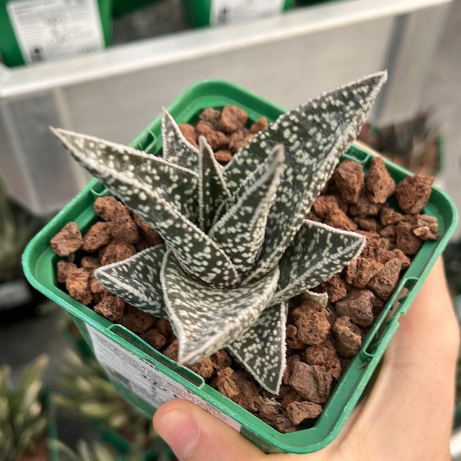 x Gasteraloe ‘Aveo’