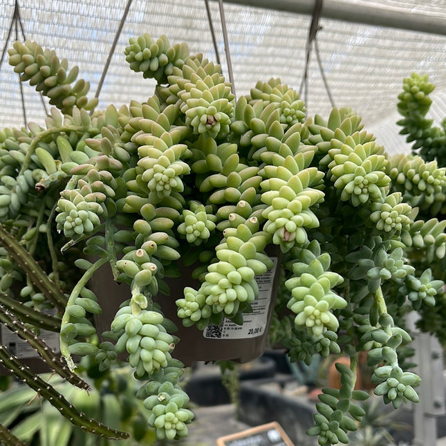 Sedum morganianum cv. Burrito 'Colgante'