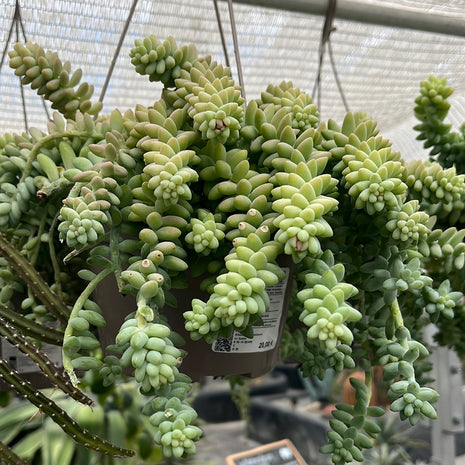 Sedum morganianum cv. „Hängender“ Burrito