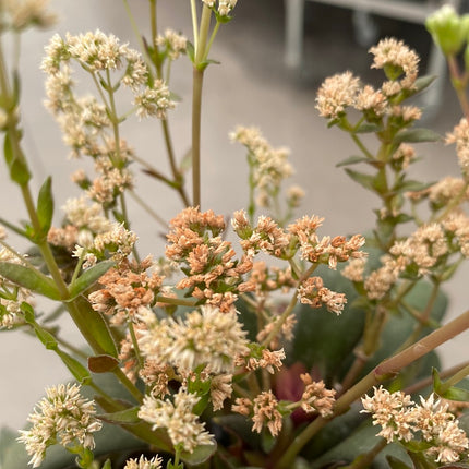 Crassula orbicularis var. rosularis