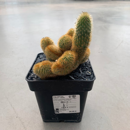 Vatricania guentheri cristata