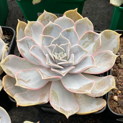 Echeveria lilacina