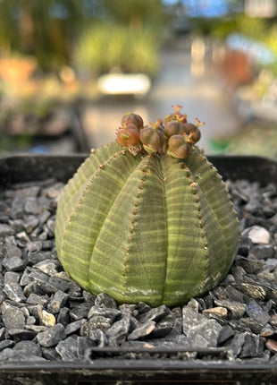 Euphorbia fettleibig ♀ &amp; ♂