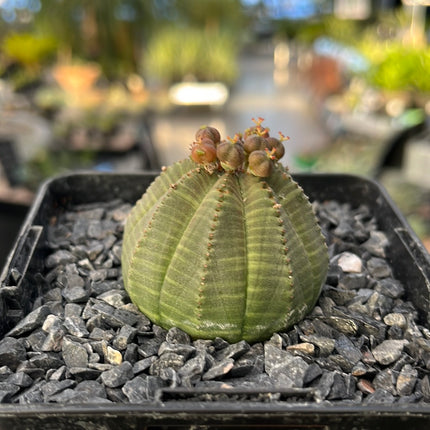 Euphorbia obese ♀ &amp; ♂