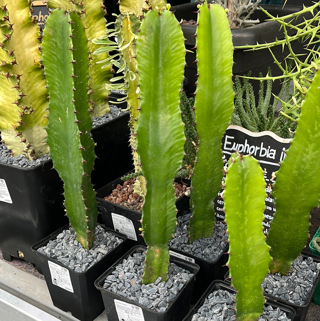 Euphorbia trigona