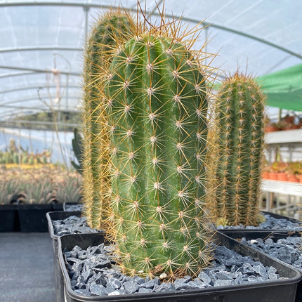Trichocereus-Hybride