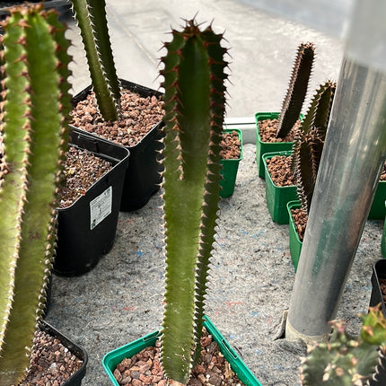 Euphorbia canariensis