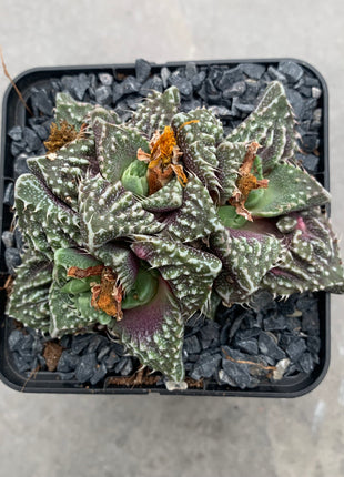 Faucaria felina subs. Tuberosa Lebenslauf. „Super Warty“.