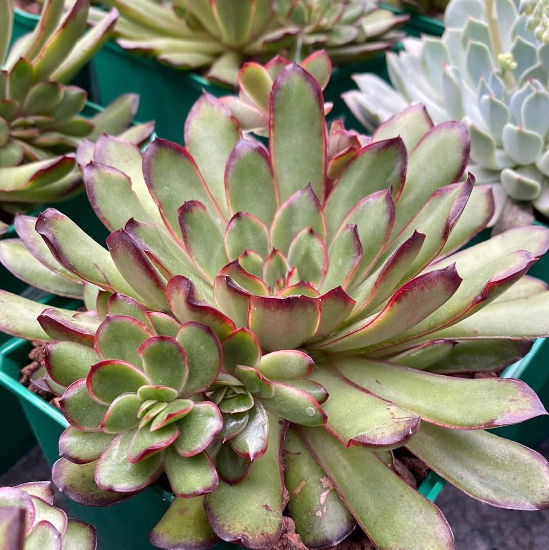 Echeveria polishis cv. Magma Pearl