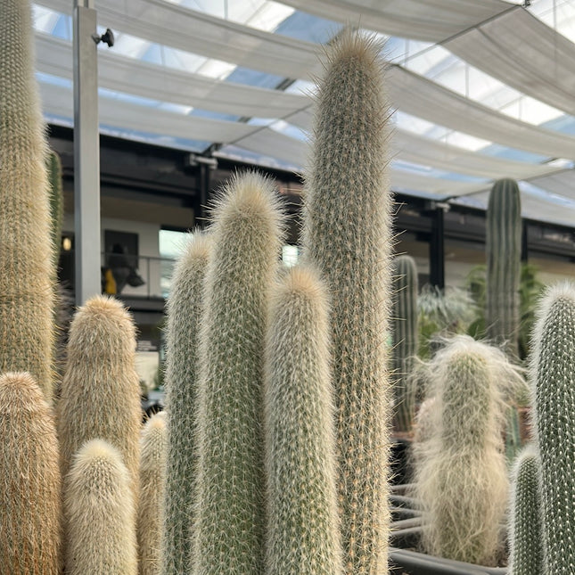 Cleistocactus strausii
